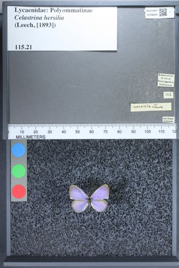 Media type: image;   Entomology 56435